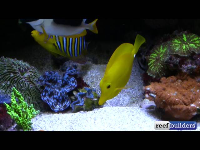 Tanne's Reef Tank and Rare Fish