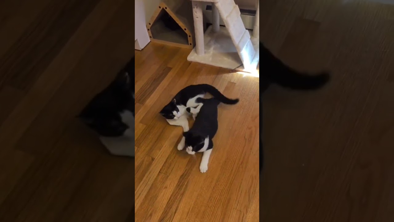 Enlarge Basil & Chili-LAP CATS, a Adopted mixed breed in Groton, CT video 1/5