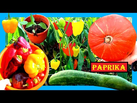 , title : 'Paprika anbauen wie ein Profi 🌱🌶 Paprika vorziehen, Paprika pflegen und Paprika pflanzen 🌸 Biogarten'