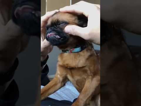 HUND BEKOMMT KOPF MASSAGE 😂 #dog #dogs #funny #puppy #cute #meme