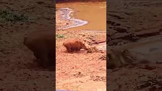 A Warthog’s Most Dangerous Moment