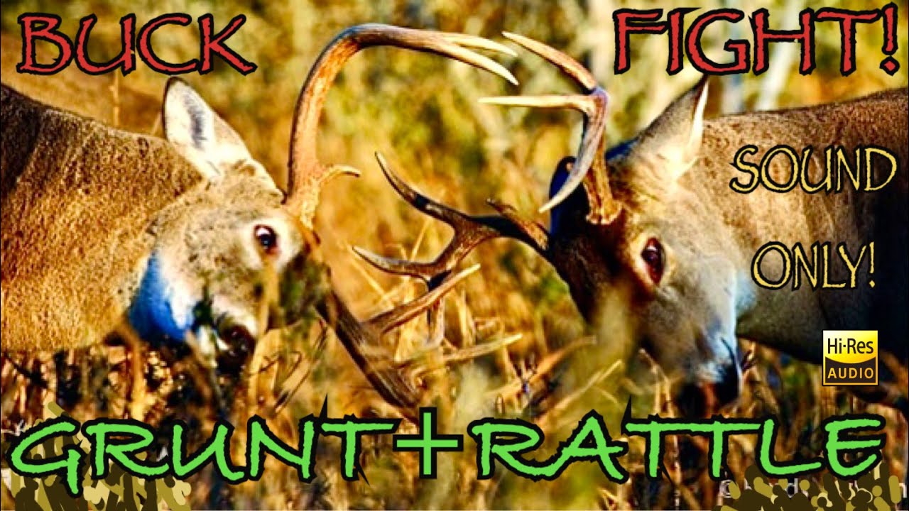 Sound Only: Rattling Antlers + Grunt (Play While Hunting) Bucks Fighting
