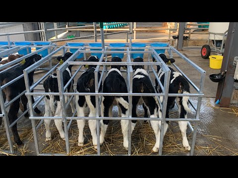 Calf Starter Box