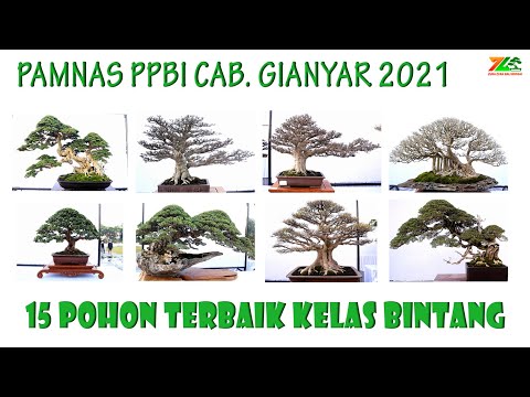 15 BEST TREES IN THE STAR CLASS || PAMNAS GIANYAR 2021