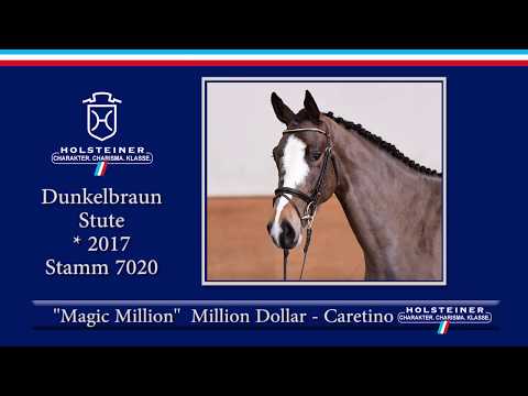 Holsteiner Frühjahrsauktion 2020 - Nr. 13 Magic Million v. Million Dollar - Caretino