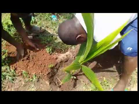 園芸 チリのココナッツの木