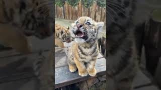 Download lagu bayi macan lucu mp3