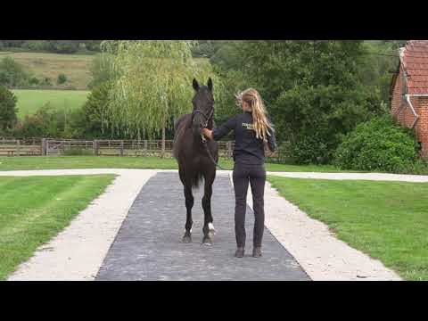 2020 Deauville Select Sale - Lot 40 c.DABIRSIM x CARD SHOP