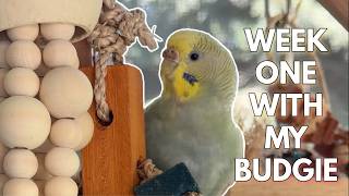 Life with Two Little Budgies: Taming, Vocalization & Toys