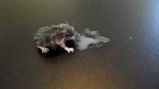 Baby field mouse eating on his own, finally, Animal Advocates, Mary Cummins