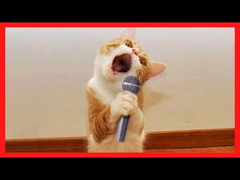 Funniest animals Videos : Funny Cat Scares Of Ordinary Things | Cat Videos