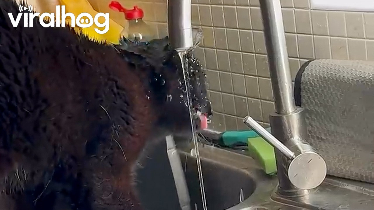 Sweet Kitty With Chronic Kidney Disease (CKD) Loves Drinking Tap Water || ViralHog
