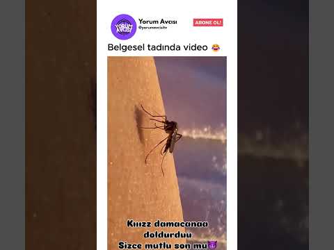 belgesel tadında video