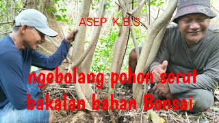 Download lagu Ngebolang pohon serut #bonsai#Ngebolangpohonserut#bonsaiserut#programbonsaiserut#pohonserutdialam mp3 Download lagu Ngebolang pohon serut #bonsai#Ngebolangpohonserut#bonsaiserut#programbonsaiserut#pohonserutdialam mp3