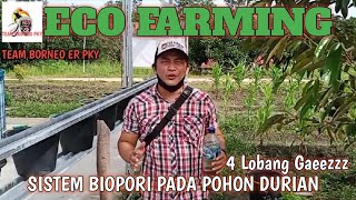 Download lagu CARA APLIKASI ECO FARMING PADA POHON DURIAN //SISTEM BIOPORI ( 4 LOBANG ) //TEAM BORNEO ER PKY mp3
