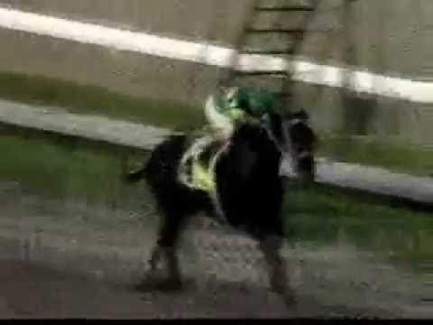 Bandit Bomber (USA) - Record de pista 1,400 metros