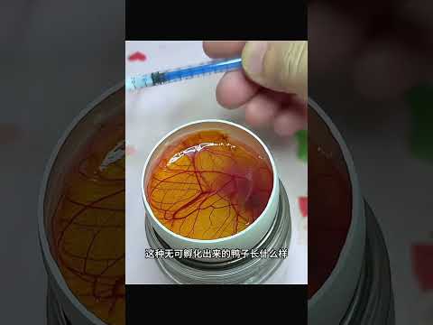 家里鸭子下了一颗软蛋，女子决定人工孵化出来 #人与动物和谐相处 #人与动物和谐相处 #科普 #科普 #人類迷惑行為
