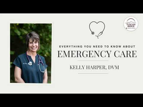 Everything You Need to Know About Emergency Care In Dogs