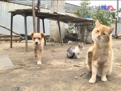 Итоговая программа «Постфактум» от 31 октября 2016г