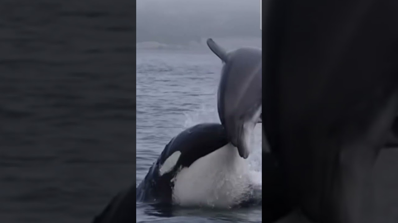 Nobody escapes an orca!