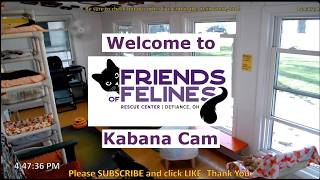 Friends of Felines Rescue Center Kabana Cam live webcam