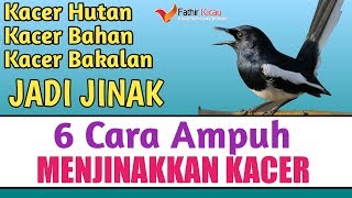 Download lagu CARA MENJINAKKAN KACER GIRAS, PASTI KACER BAHAN DAN MUDA TANGKAPAN HUTAN BAKALAN JINAK mp3 Download lagu CARA MENJINAKKAN KACER GIRAS, PASTI KACER BAHAN DAN MUDA TANGKAPAN HUTAN BAKALAN JINAK mp3