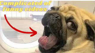 Compiled from funny animal videos You will have a lot of fun 2. Try Not To Laugh. The best video.