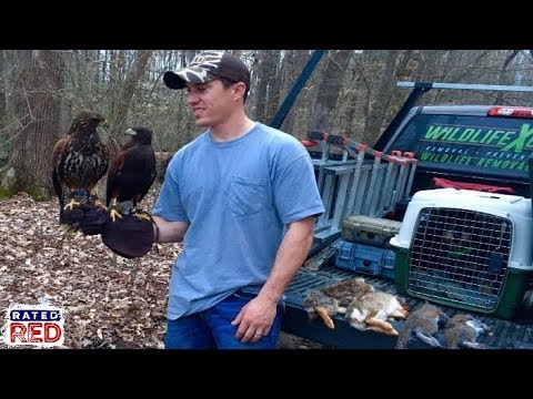 How a Falconer Trains a Raptor to Hunt with Them