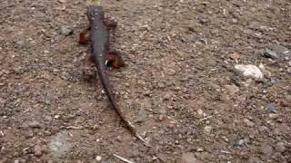 preview picture of video 'California Newt Walk'