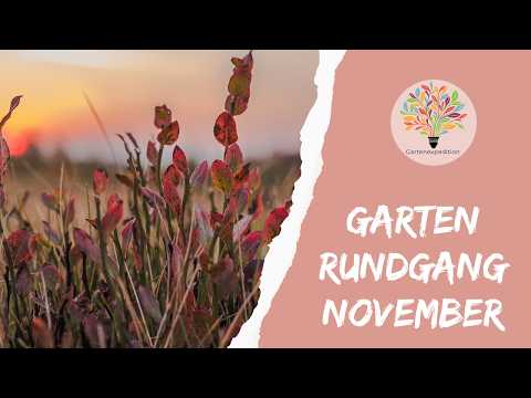 November im Naturgarten: Warum die Flamingo-Weide weichen musste & Pflegetipps
