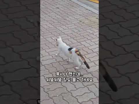 밥 동냥하는 어미 고양이 위한 가게 사장의 묘수…"동화 같아" - 뉴스1