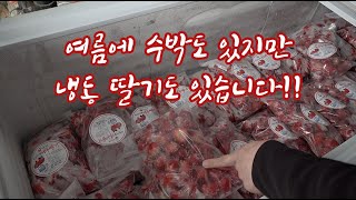 이제 더운 여름 수박도 있지만 시원하고 달달한 냉동딸기고 있습니다!!