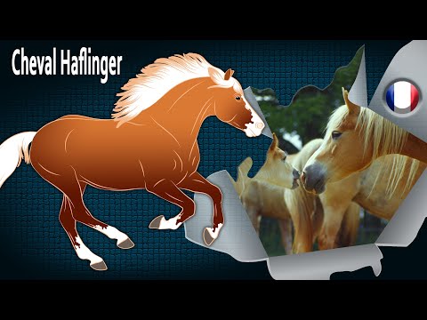 Cheval Haflinger, une des races de chevaux les plus représentées en Europe, Races de chevaux