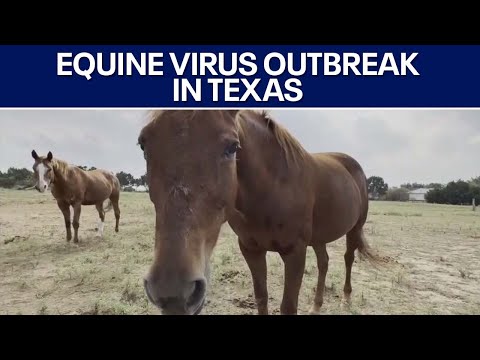 Equine virus outbreak in Texas prompts alert | FOX 7 Austin