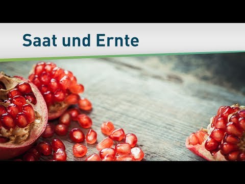 Das Prinzip von Saat und Ernte – Bayless Conley