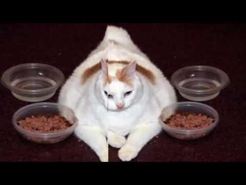 Cat Food A Balanced Diet for Your Cat