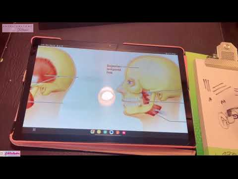 Muscles of Mastication in 5 minutes | Temporalis Pterygoids Masseter