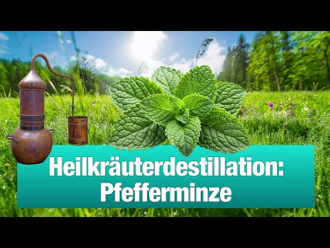 🌿 Heilkräuterdestillation: Pfefferminze 🌿