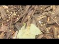 Baiting the Ants in the Mulch Beds in Navesink, NJ