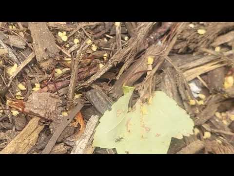 Baiting the Ants in the Mulch Beds in Navesink, NJ
