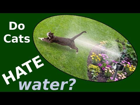 Why Do Cats Hate Water? Can You Give a Cat a Bath?