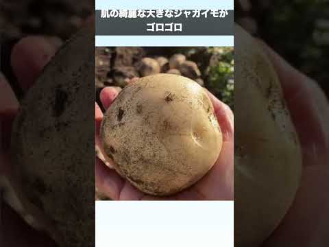 ジャガイモを豊かに収穫するには、いつ肥料を施用すればよいでしょうか?どのような肥料を使用すればよいでしょうか？  庭園