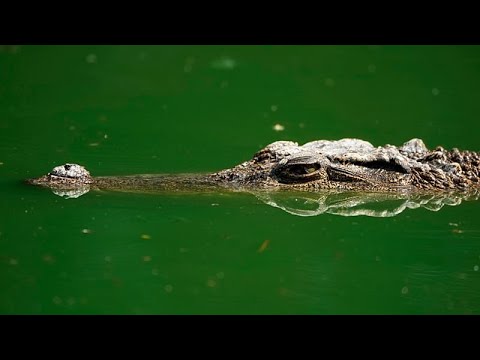 Video Thumbnail: Ăśberreste eines Portugiesen aus einem Krokodil in SĂĽdafrika geborgen