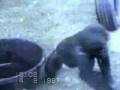 Funny Funny Accidents And Animals