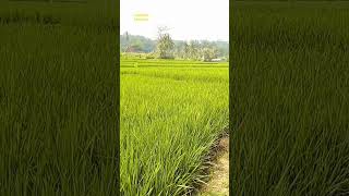 Download lagu senangnya melihat hamparan sawah yang menghijau #sawah #persawahan#video short#video pendek# mp3