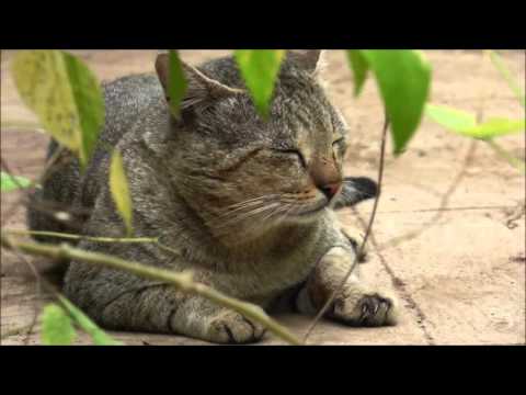 Stray cat's siesta is being disturbed!