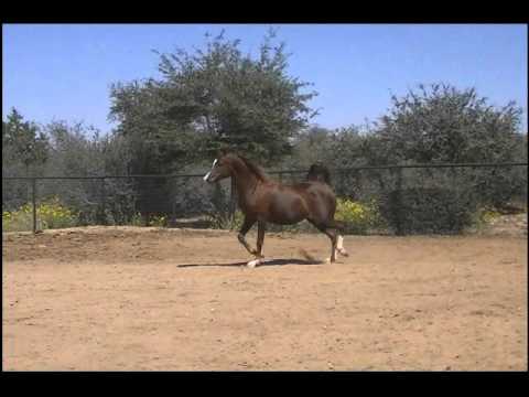 LC Ferrarity2012.wmv