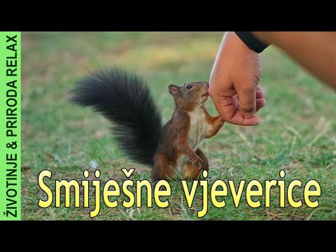 Smiješne vjeverice, Životinje i Priroda Relax