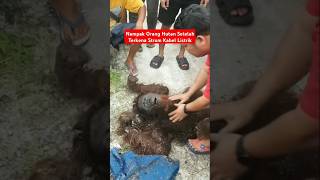 Download lagu #shorts Pilu.. Nampak Kondisi Orang Hutan Kena Setrum Kabel PLN. mp3