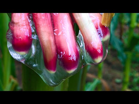 This Slime Could Change The World | Planet Fix | BBC Earth Science